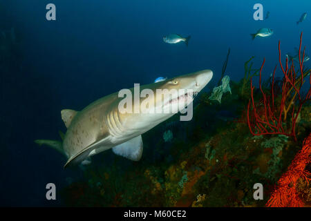 Sand Tiger Shark (Carcharias taurus). Südafrika, Porth Elisabeth, Indischer Ozean, HERR Ja Stockfoto