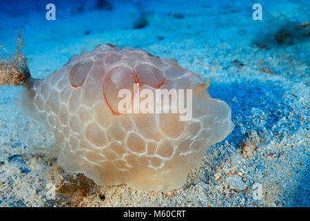 Turtle Sea Slug (limax testudinarius) am Meeresboden. Mittelmeer, Kroatien Stockfoto