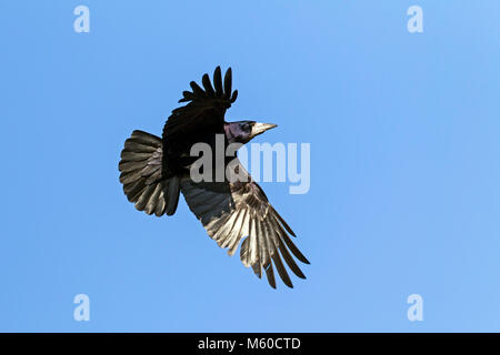 Saatkrähe (Corvus frugilegus). Erwachsener im Flug. Deutschland Stockfoto