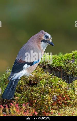 Eurasischen Eichelhäher (Garrulus glandarius). Nach stehend auf Moss. Schweden Stockfoto