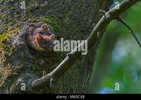 Europäische Baummarder (Martes martes). Zwei junge aus der Höhle in einem Baum. Deutschland Stockfoto