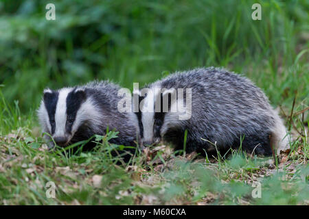 Europäischen Dachs (Meles meles). Zwei Jugendliche (4 Monate alt) auf dem Waldboden. Deutschland Stockfoto