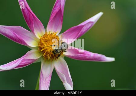 Biene auf Blüte Stockfoto