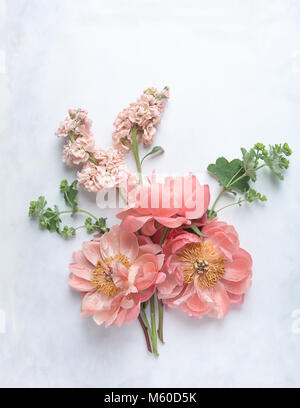 Ansicht von oben von drei Coral Päonien in Bloom mit zwei pink Bestände und Zweige aus Frauenmantel, auf bemalten Weißen und grauen Hintergrund gelegt, Porträt Stockfoto