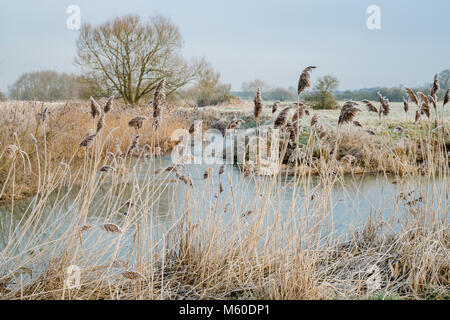 Phragmites australis. Schilf in Frost in der englischen Landschaft. Oxfordshire, UK Stockfoto