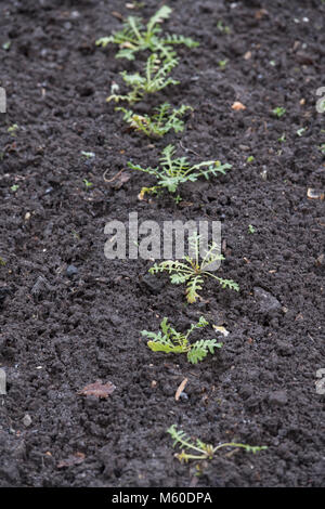 Eruca vesicaria subsp Sativa. Rocket süße oakleaf Sämlinge in einem englischen Garten im Februar. Großbritannien Stockfoto