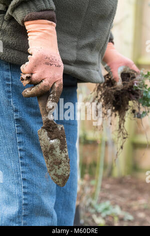 Gärtner mit einem Garten Kelle nach Graben Pflanzen in einem englischen Garten im Februar. Großbritannien Stockfoto