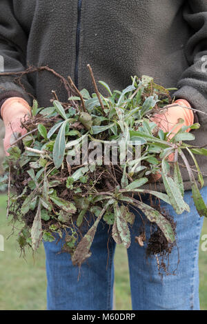 Leucanthemum × 'Lilac. Gärtner Holding ausgegraben Shasta daisy Pflanzen im Februar. Großbritannien Stockfoto