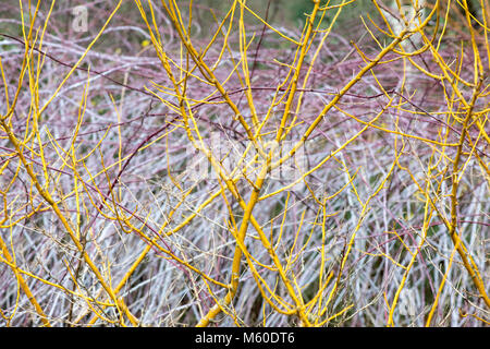 Styphnolobium japonicum Flaviraneum. Japanische Pagodenbäume im Winter. England Stockfoto