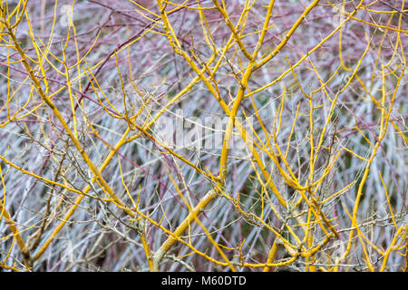 Styphnolobium japonicum Flaviraneum. Japanische Pagodenbäume im Winter. England Stockfoto