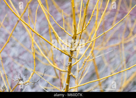 Styphnolobium japonicum Flaviraneum. Japanische Pagodenbäume im Winter. England Stockfoto