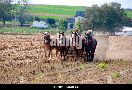 Amish Bauern ernten die Felder auf sonnigen Sommertag, mit Pferden ziehen Stockfoto