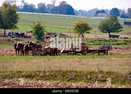 Amish Bauern, die mit ihren Pferden auf sonnigen Herbsttag, der Ernte der Felder Stockfoto