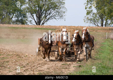 Amish Bauern ernten die Felder mit es Pferde ziehen Stockfoto