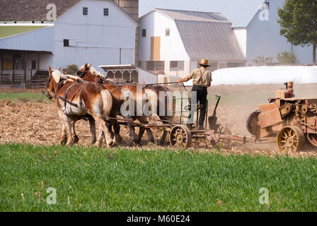 Amish Mann Ernte das Feld auf einer sonnigen Tag autnum Stockfoto