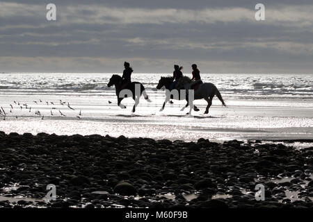 Action Shot von drei silhouetted Pferde mit Reitern (Seitenansicht) entlang der Küste von Großbritannien Strand galoppieren, am frühen Abend, besorgniserregende Herde der Watvögel. Stockfoto