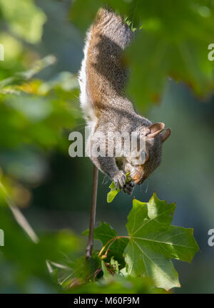 Close-up Seite Blick auf die sonnendurchflutete, frech, UK Grauhörnchen (Sciurus carolinensis) im Baum isoliert, hängenden Kopf, Essen, ein Blatt. UK Wälder. Stockfoto