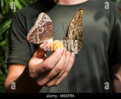 Morpho peleides Schmetterling (blaue Morpho Peleides) Fütterung auf ein Stück Obst in die Hand eines Mannes statt, Wien Schmetterlingshaus, Österreich. Stockfoto