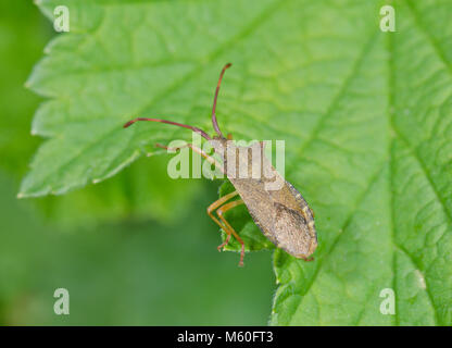 Gonocerus acuteangulatus, Bug (). Squashbug, coreidae. Sussex, UK Stockfoto