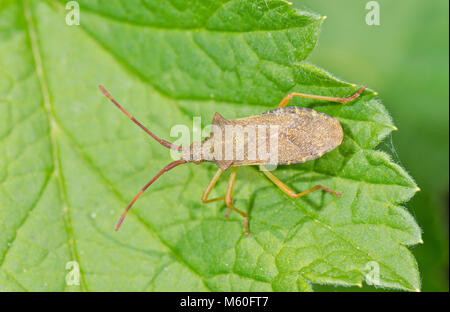 Gonocerus acuteangulatus, Bug (). Squashbug, coreidae. Sussex, UK Stockfoto