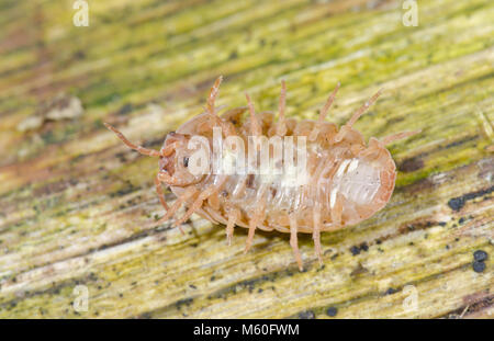 Die Unterseite der Gemeinsamen Pille Woodlouse (Armadillidium vulgare) Pale Form, Isopoda, Armadillidiidae. Sussex, UK Stockfoto
