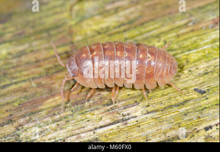 Gemeinsame Pille Woodlouse (Armadillidium vulgare) Pale Form, Isopoda, Armadillidiidae. Sussex, UK Stockfoto