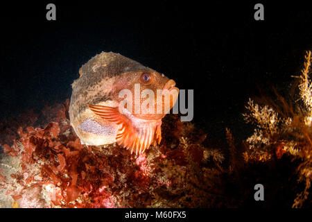 Lumpsucker, Cyclopterus lumpus, Nordatlantik, Island Stockfoto