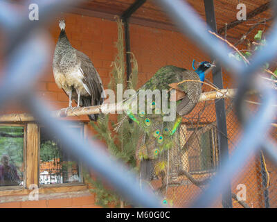 Pfauen im Zoo durch die Bars gefärbten Vögel Stockfoto