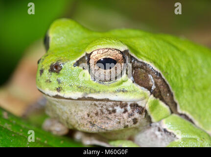 Europäische Grüne Treefrog (Hyla arborea) Männer mit dunklen vocal sac Beutel. Hylidae Stockfoto