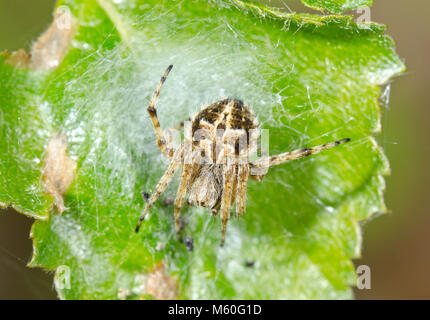 Gorse (Orbweaver Agalenatea redii) Weibliche Orb Spider, normale Form an. Sussex, UK Stockfoto