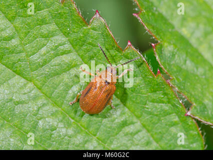 Weißdorn Blatt Käfer (Lochmaea crataegi). Chrysomelidae. Sussex, UK Stockfoto