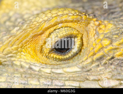 Auge der Starred Agama oder gemalten Drachen Lizard (Stellagama/Laudakia stellio brachydactyla). Agamidae Stockfoto