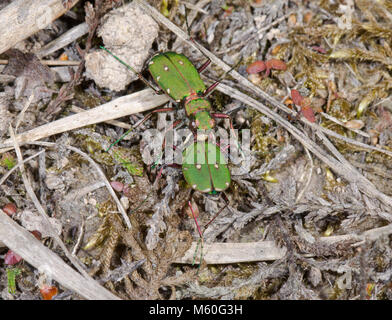 Männliche & Weibliche Green Tiger Beetle (Cicindela campestris) Paar. Sussex, UK Stockfoto