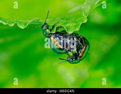 Minzeblatt Käfer Paarung (Chrysolina herbacea - menthastri) Chrysomelidae in Sussex, UK Stockfoto