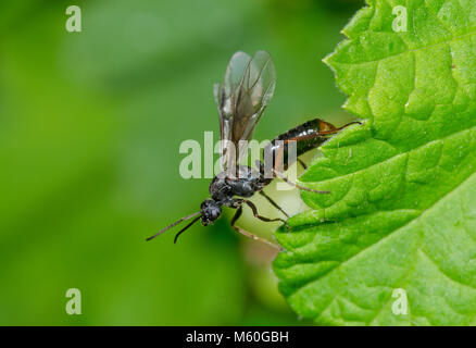 Winged männlichen Alate südlichen Waldameise (Formica rufa) über zu fliegen. Sussex, UK Stockfoto