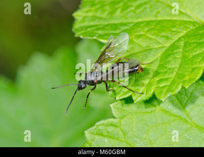 Winged männlichen Alate südlichen Waldameise (Formica rufa) über zu fliegen. Sussex, UK Stockfoto