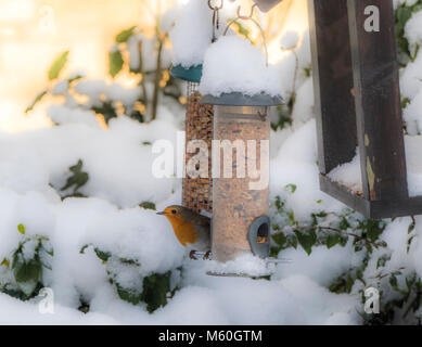 Eine britische Robin redbreast - Erithacus rubecula - zwischen zwei hängenden Garten Vogeltränken, im frischen Schnee im Winter thront. Lincolnshire, England, UK. Stockfoto