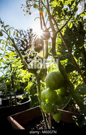 Nahaufnahme von köstlichen grüne Tomaten auf tomatenpflanze Schuß aus Worms Eye View Stockfoto
