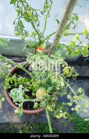 Nahaufnahme von köstlichen grüne Tomaten auf tomatenpflanze Schuß von Birds Eye View Stockfoto