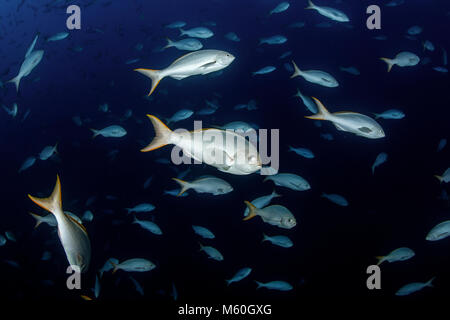 Schwarm von Pacific Creolefish, Paranthias Kolonos, Roca Partida, Revillagigedo Inseln, Mexiko Stockfoto