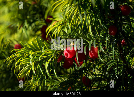 Close-up Englisch Eibe Beeren Stockfoto