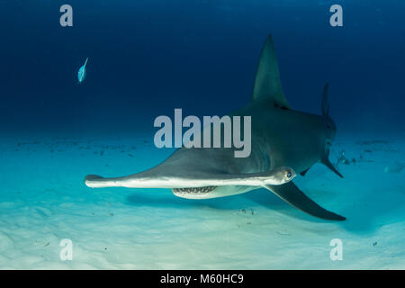 Großer Hammerhai Sphyrna Mokarran, Bimini, Bahamas Stockfoto