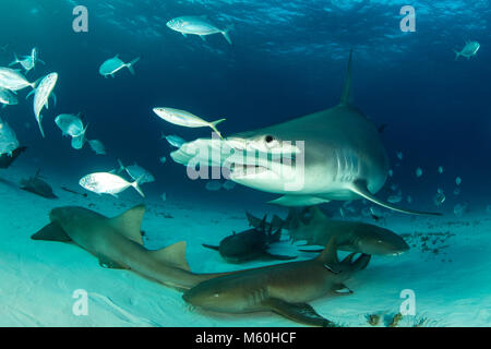 Große Hammerhai und Ammenhai, Sphyrna mokarran, Bimini, Bahamas Stockfoto