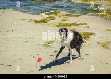 Ein nasser Border Collie schüttelt sich trocken in einer schnellen Unschärfe der Bewegung, nach dem Schwimmen während einer Partie auf einem sandigen Meer Strand im Sommer holen. Stockfoto