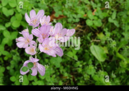 Colchicum autumnale Herbst - Zeit - weniger Mehrjährig Blumen birne Blüte September lila violett weiss garten anlage Stockfoto