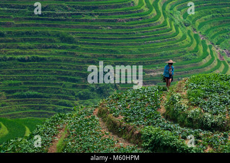 Dazhai, China - August 4, 2012: Ein lokaler Landwirt in der Reis die terrassierten Feldern in der Nähe des Dorfes Dazhai in China, Asien Stockfoto