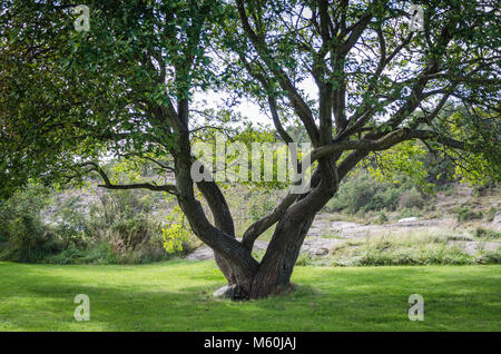Norwegen, 2012: schöne Baum auf dem grünen Gras Stockfoto