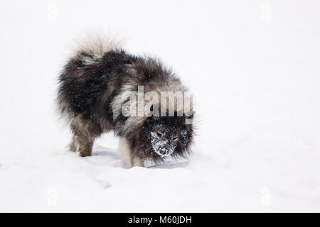 Schöne junge Keeshond Hunderasse. Draußen im Schnee. Winter Stockfoto