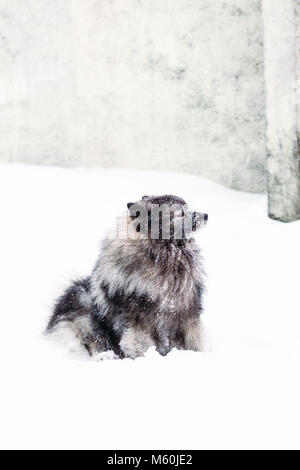 Keeshond sitzt im Schnee im Hintergrund an der Wand. Winter Stockfoto