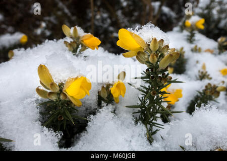 Gelber Ginster Blumen Blüte im Schnee Stockfoto